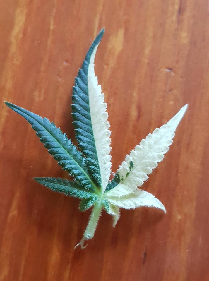 Spliff Seeds ® tweet media