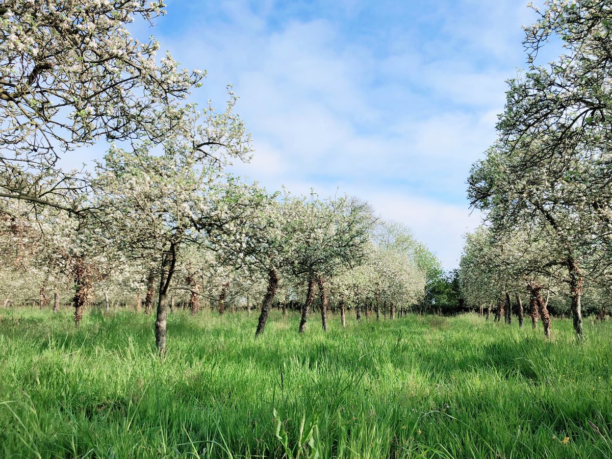 CKermao's tweet photo. Il fait beau, c’est le moment d’une petite promenade dans les vergers en fleurs 🤩

#EmojiBZH #fleurs #cidre https://t.co/KtEk7jot3n