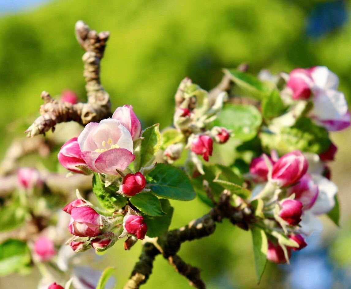 CKermao's tweet photo. Il fait beau, c’est le moment d’une petite promenade dans les vergers en fleurs 🤩

#EmojiBZH #fleurs #cidre https://t.co/KtEk7jot3n