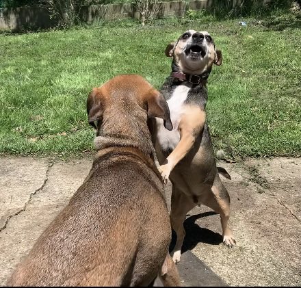 the twins tweet media