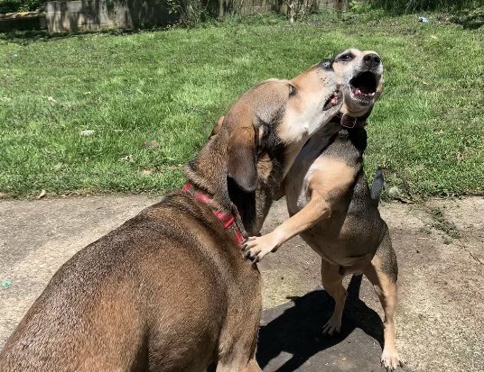 the twins tweet media