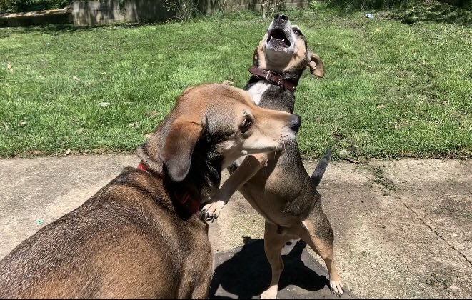 the twins tweet media