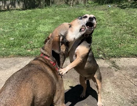 the twins tweet media