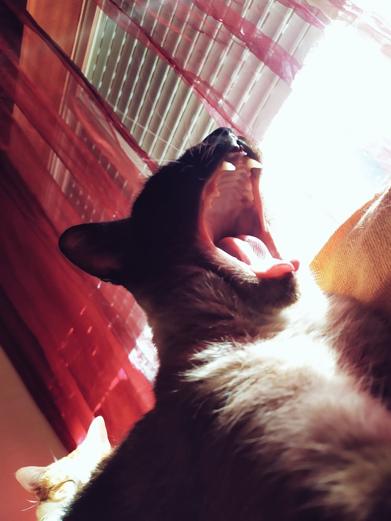 SantitheCat1's tweet photo. Bigmouth strikes again!
#naevus #bigmouth #catslife #catphoto #catsofportugal #CatsofTwittter #adoptdontshop #vidadegato #fotosdegatos #gatosdeportugal #gatosdotwitter https://t.co/kIDApbQomz