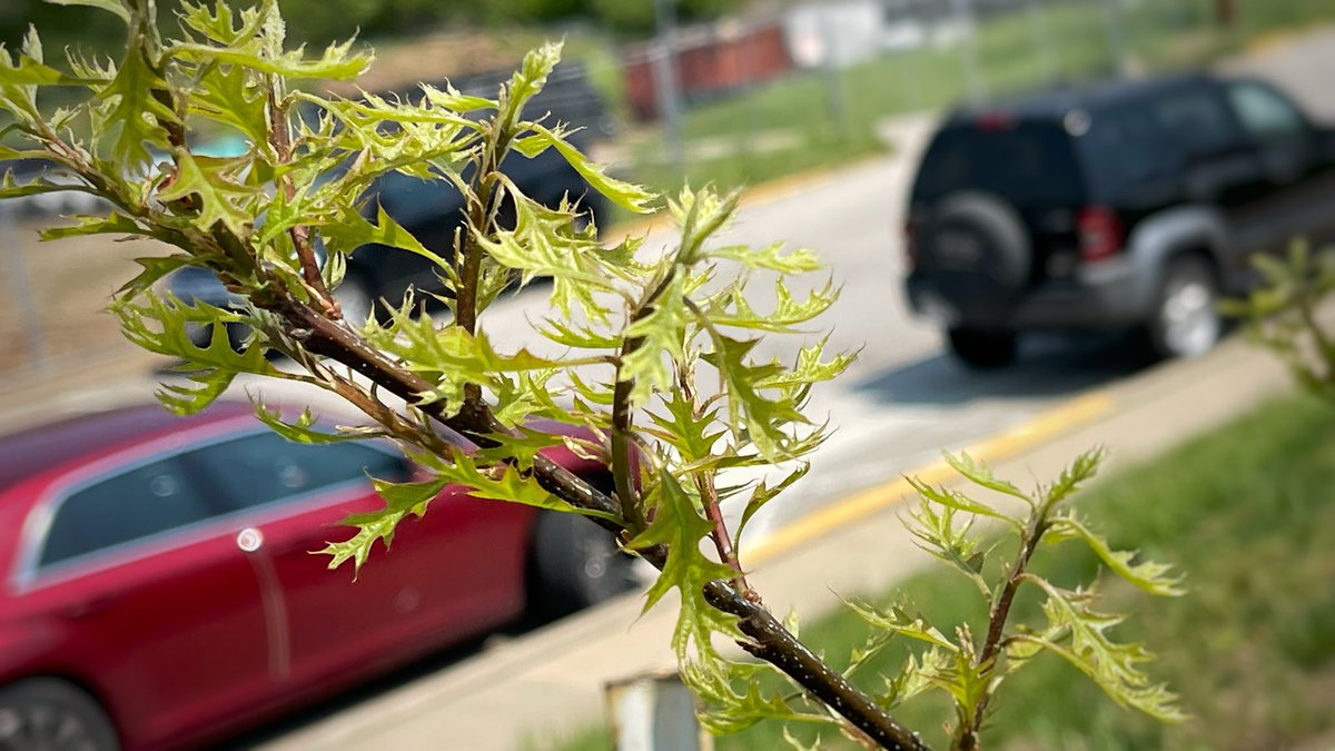 JC Cross Country tweet media