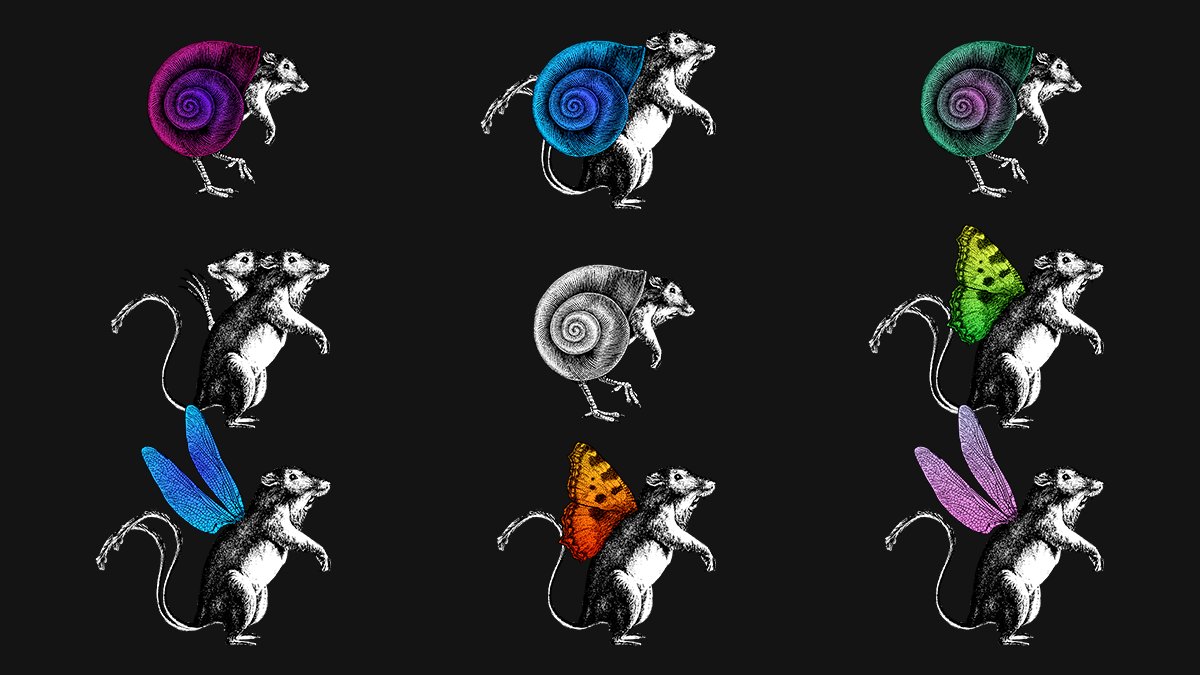 AlchemyAnimals's tweet image. Looking forward to seeing your submissions! #AlchemyAnimals derivative!

#GM