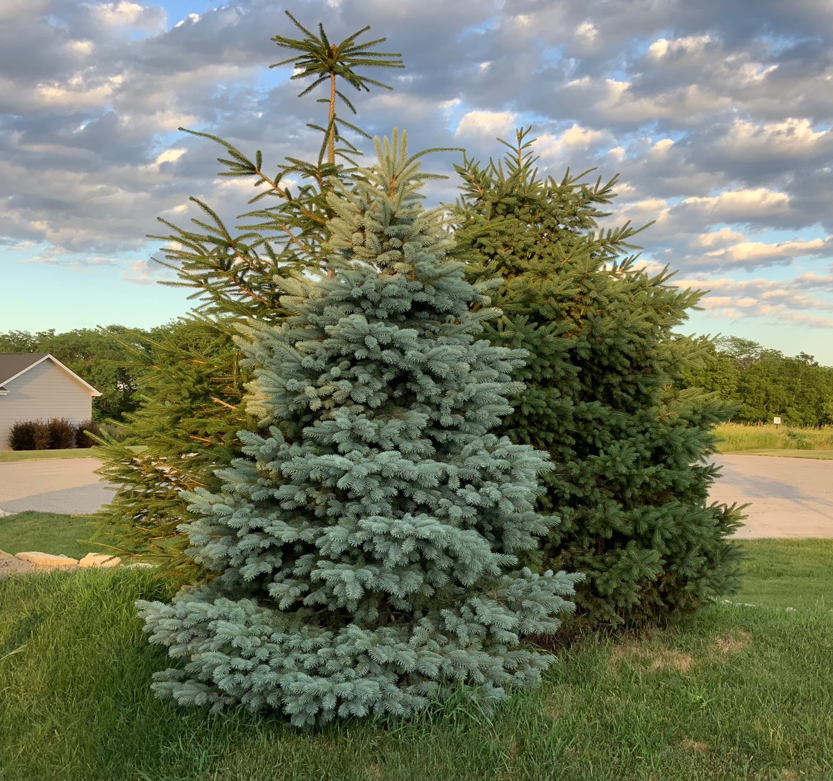 OlsonTreeCare's tweet photo. Spruce Tree Disease Identification page now available on our Website. 

https://t.co/U07GbgtH9R https://t.co/eT2Xh8pYDZ