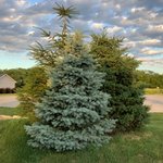 Photo by Olson Tree Care (@OlsonTreeCare)