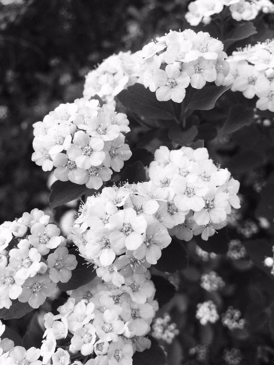 romania007's tweet photo. #pretty #white #springblooms #lfk #midwestspring https://t.co/0vS4qTFM2U