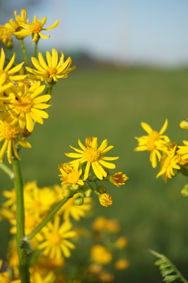 Our May Photo Challenge continues! Flowers &amp; Fungi. Must be taken in #CaseyCountyKY. Submit by the 30th at midnight,  winners announced the 31st. Use #findingliberty to enter. 
Contest details:
buff.ly/2YjeEI
📸 Svetlana Patterson
Sloan Fork Rd