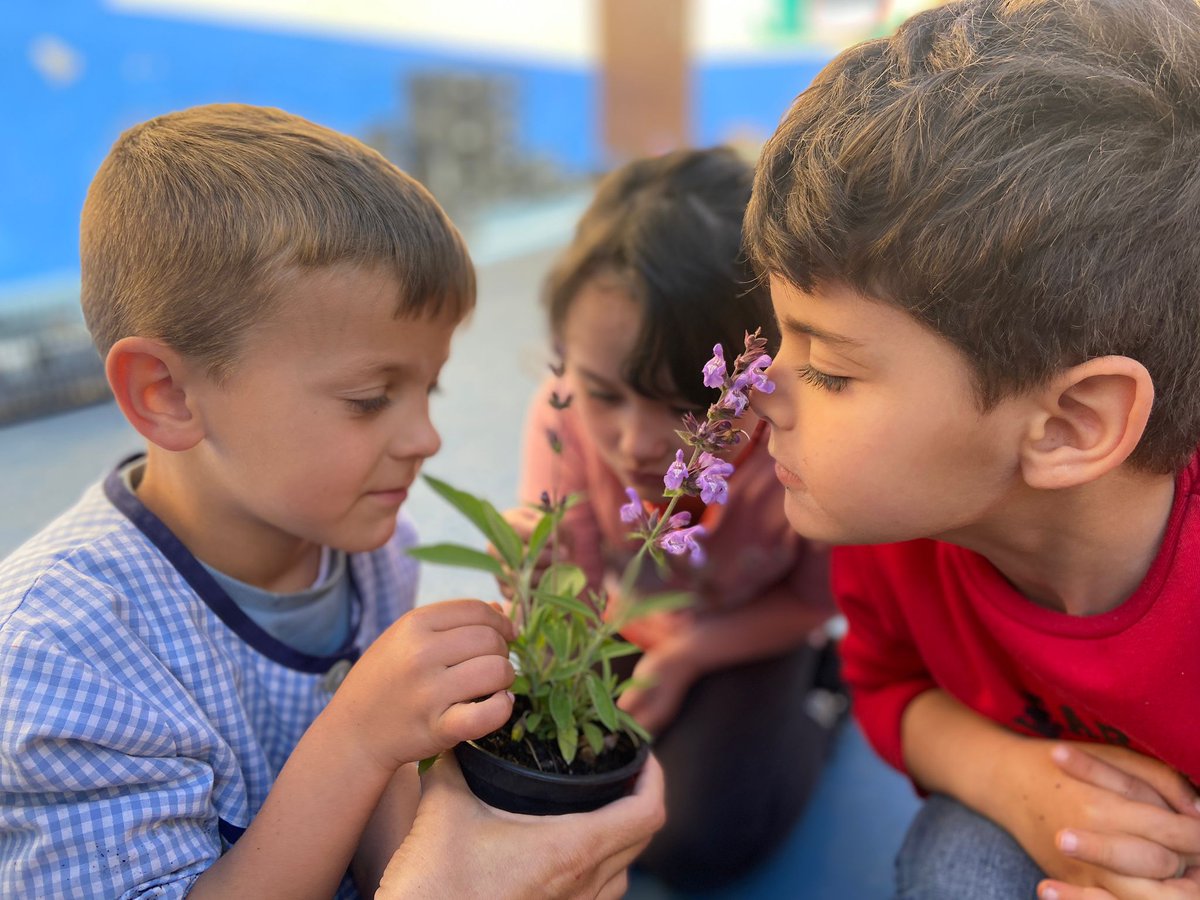 escfonlladosa's tweet photo. Omplim dels colors de la primavera el pati de l’escola, plantant flors al nostre hort. Ara, tenim la responsabilitat de cuidar-les i regar-les cada dia. Sumem il·lusions!
#escolesfonlladosa #latevahistorialanostraescola #infantil_fonlladosa https://t.co/REWZwmaZOy