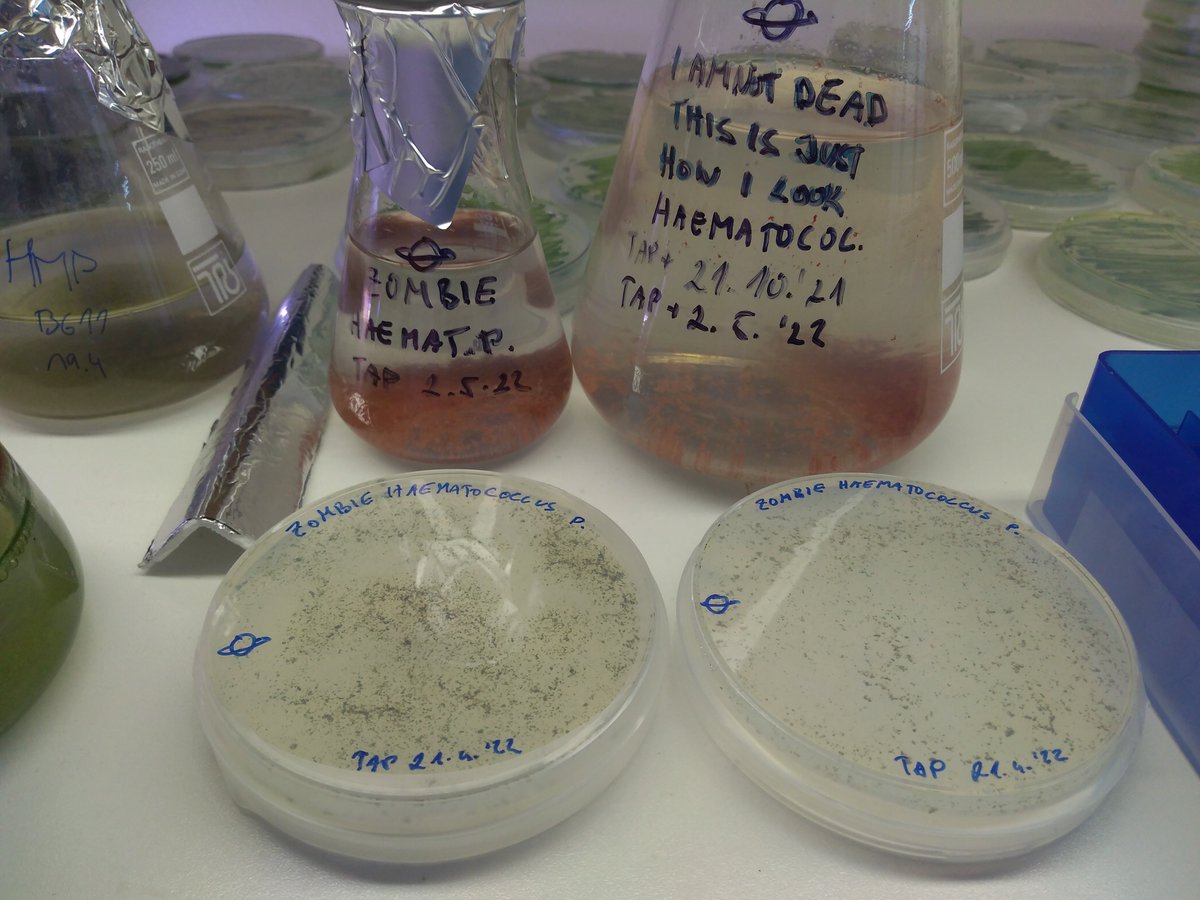 KureijiKvakva's tweet photo. Call me necromancer! #microalgae #haematococcus https://t.co/VStmuI2ARC