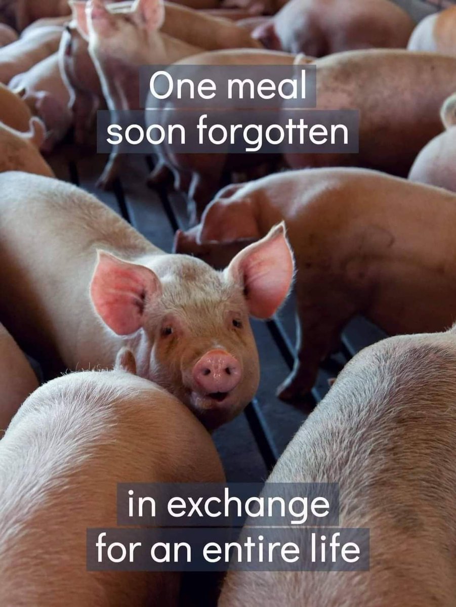 Is a meal worth a life? Be Vegan

#Animals #Vegan #Meal