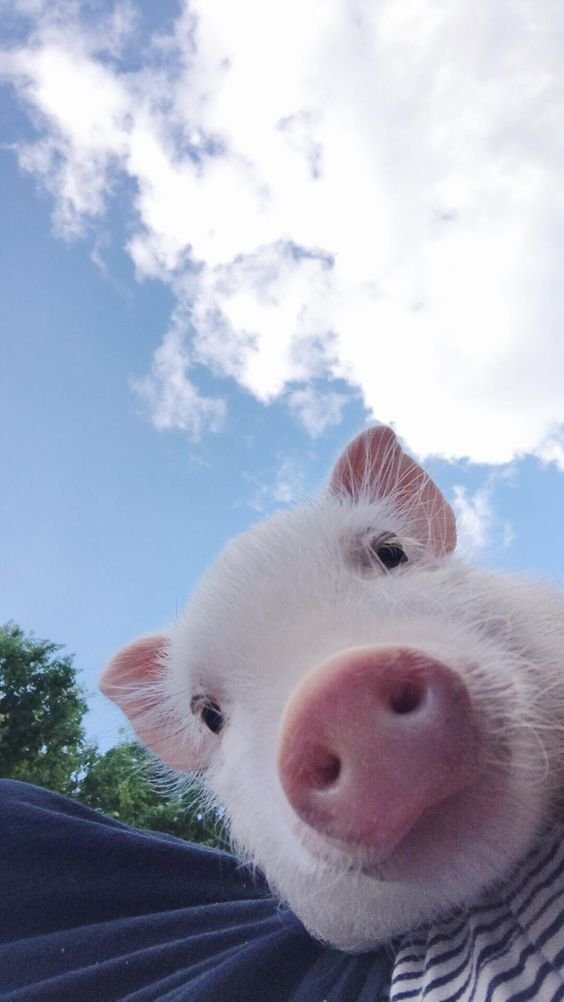 oinc 🐽