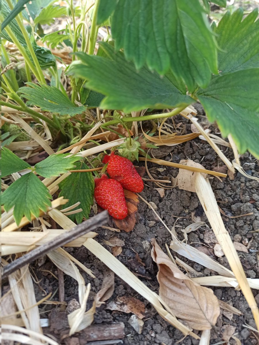 ddddamone's tweet photo. @ignorantcowboy @Bugul_Noz Pourtant en ce moment le Soleil fait des belles premières fraises à #Amiens
Arrosage nécessaire. https://t.co/cD7KiMGY1Q