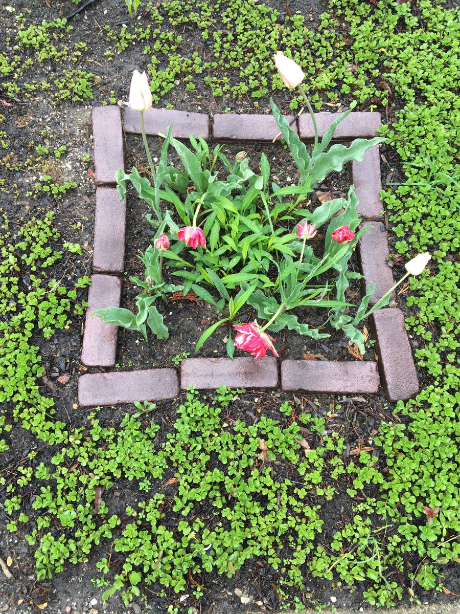 ratdogfreak's tweet photo. “The Chaps Garden” St. Charles, IL #EmmaLee #ForeverForEmma @TownHouseBooks https://t.co/cEoE8KFraU