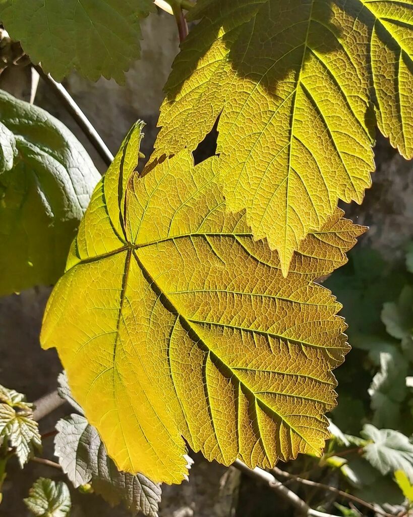 cognissart's tweet photo. I love this time of year when the leaves are semi-transparent and there are so many greens 💚💚💚💚
#lookup #lookandsee #observe #springleaves #springgreens #springgreen #newleaves #millersdale #briskwalk https://t.co/Qw5X20lMl7 https://t.co/OqvRyM6eQ1