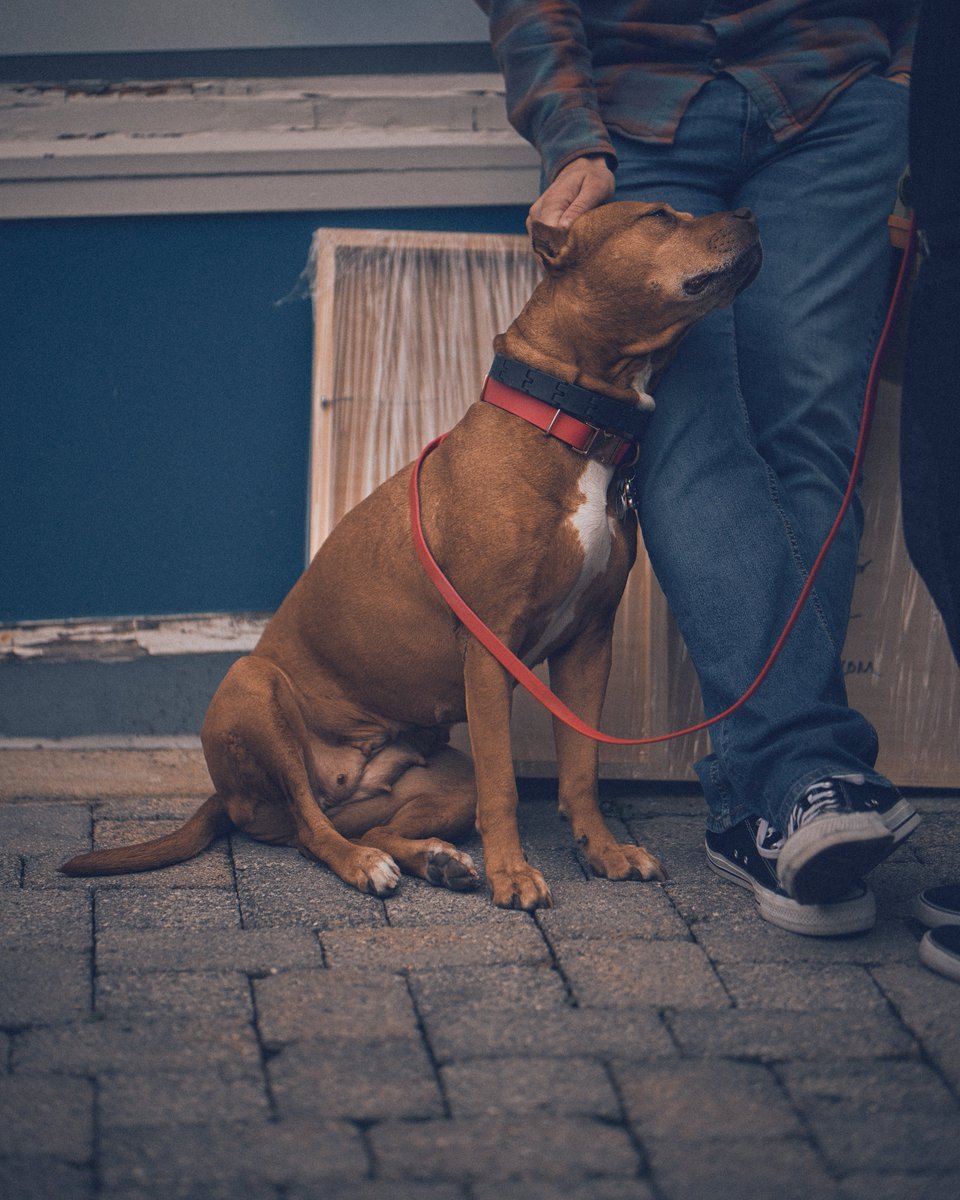 MannyAmalgam's tweet photo. My two loves, #streetphotography and #dogs https://t.co/Js1VB1DuhG