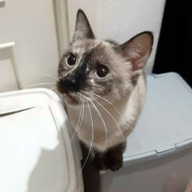 FaunaenCasa's tweet photo. Triana 🐱 nació en una camada no deseada. La abandonaron a su suerte en la perrera de Córdoba.
Era muy pequeñita y aunque era una #gatita #siamesa nadie la quería. Tiene 2 años y es muy cariñosa y tranquila.
#Adóptala en @protectoralara en #Madrid +info en https://t.co/T0p5roHxGR https://t.co/hi0FMYwQw5