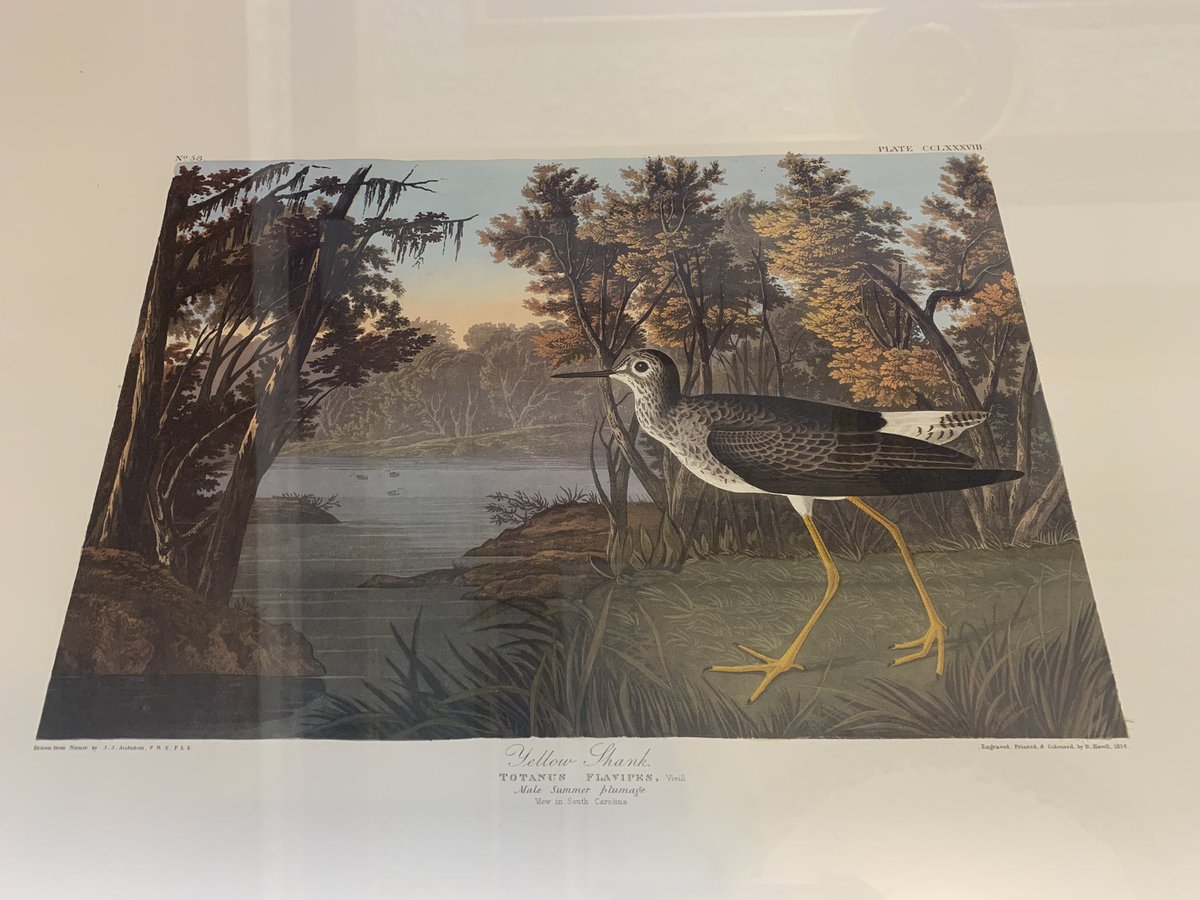 IllinoisLibrary's tweet photo. Last bird change of the semester! The Yellow Shank wishes you all good luck on your finals 💛 https://t.co/iTrhBDBx2j