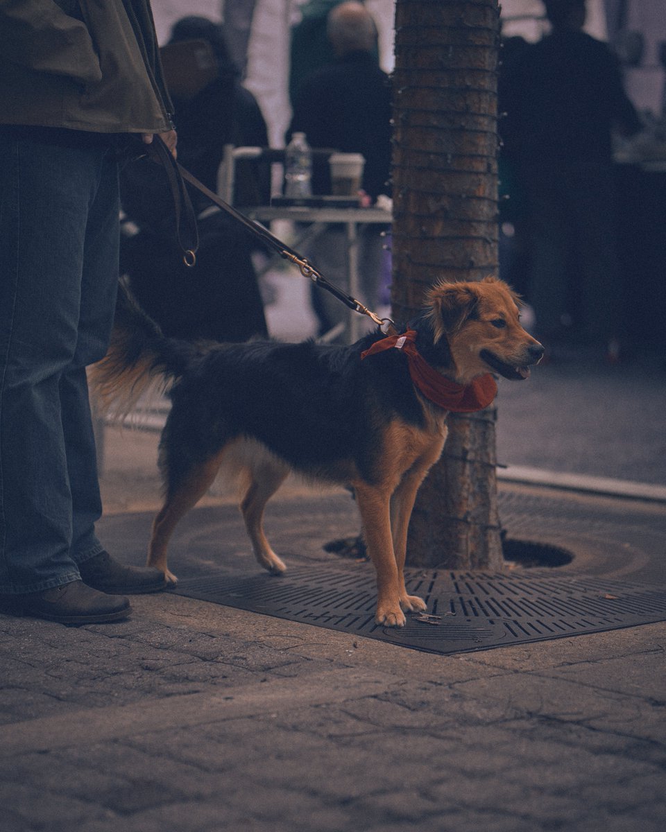 MannyAmalgam's tweet photo. My two loves, #streetphotography and #dogs https://t.co/Js1VB1DuhG