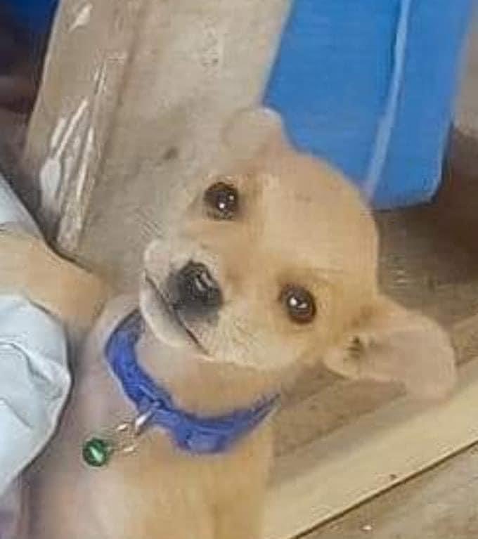 DiloConPerritos's tweet photo. Torcido cuál bandido. https://t.co/HoickPGRNf
