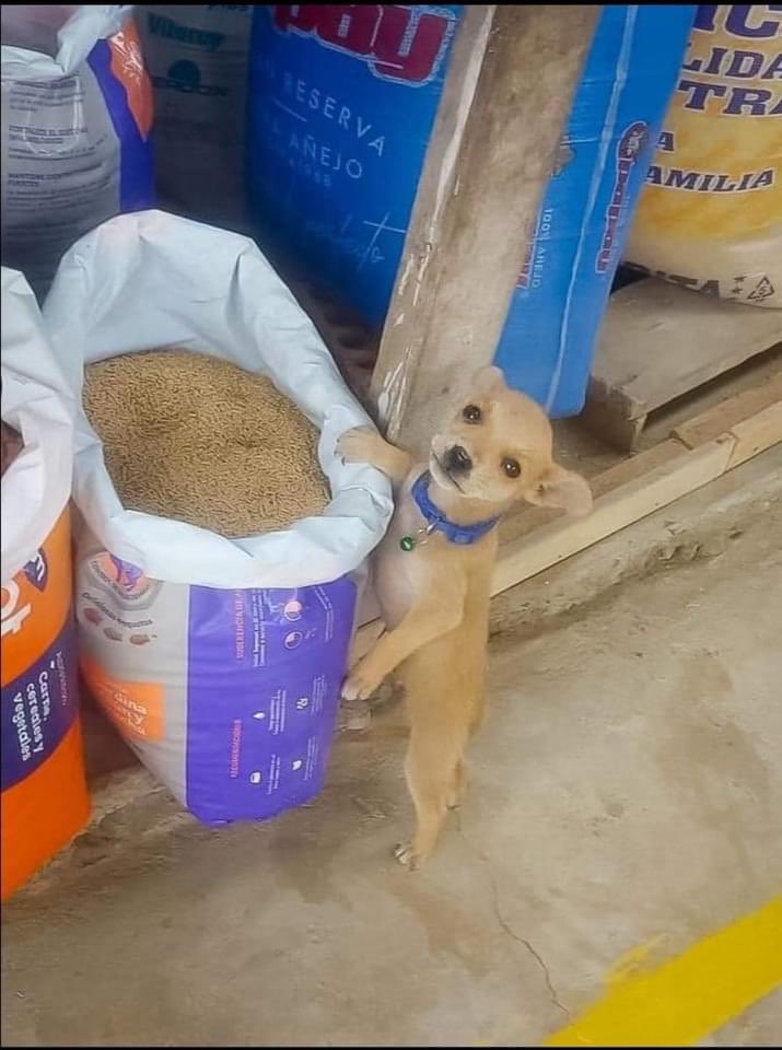 DiloConPerritos's tweet photo. Torcido cuál bandido. https://t.co/HoickPGRNf