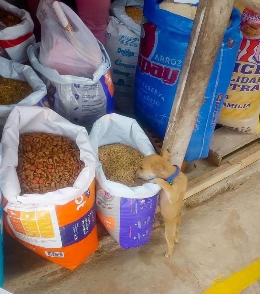 DiloConPerritos's tweet photo. Torcido cuál bandido. https://t.co/HoickPGRNf