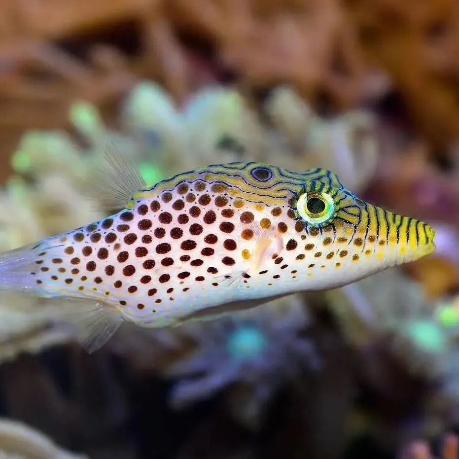 AW_SanDiego's tweet photo. Leopard Toby Puffer aka Tobies or Sharp-nosed Puffers 🐠
.
Size: 3"
Tank: min 30 gallons
Diet: Omnivore
Temperament: Peaceful
Care Level: Moderate
Reef Compatible: w/caution .
#aquaticwarehouse #leopardpuffer #puffer #fish #fishtank #aquarium #aquariumhobby #saltwatertank https://t.co/1WIi082STY