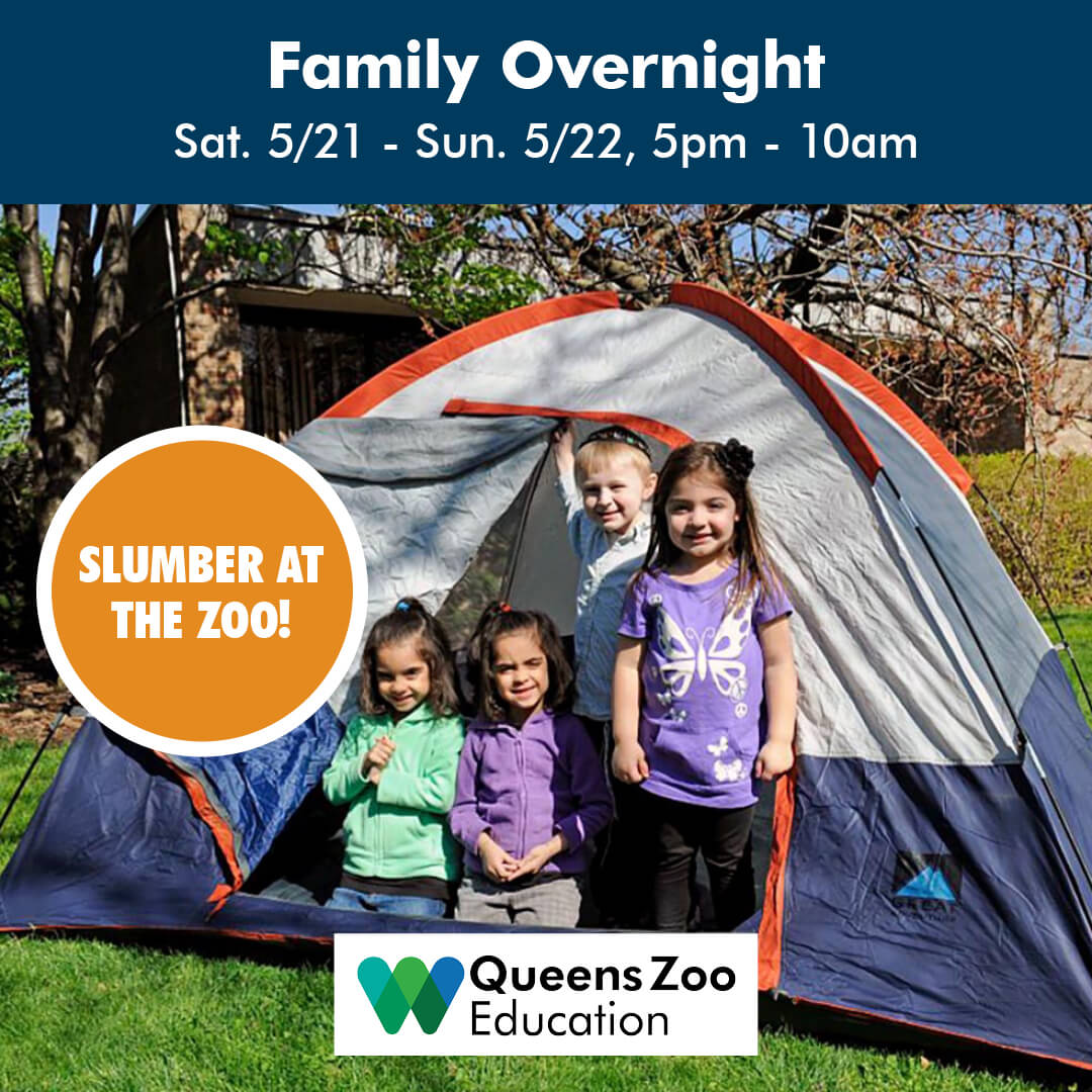 wcseducation's tweet photo. Love camping? Pack your tent and sleeping bags for a Family Overnight. Don't miss your chance to slumber at the Zoo! Book NOW!
#familyovernight #camping #queenszoo #thingstodowithkids #explore #nature #wcseducation #queens #zoocamp #familyovernights https://t.co/RaolQJeo1Z https://t.co/FQf3lJJlvc