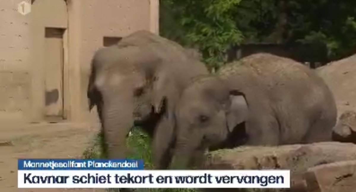 SmeysG's tweet photo. @vrtnws De olifantstier van Planckendael noemt #Kanvar en NIET Kavnar zoals in jullie journaal vermeld \\!!! @zooplanckendael #planckendael #vrtjournaal https://t.co/KlqAIcUm8n