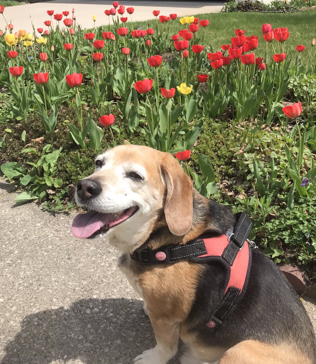 irishiam31's tweet photo. A great day for a walk and me found some pretty tulips for you!!π·π·π·π·ππΎπΆ
#FinallySpringWeather
#FlowetsForFriends
#DogsOfTwitter
#BeaglesOfTwitter https://t.co/DujMpgHl7Y