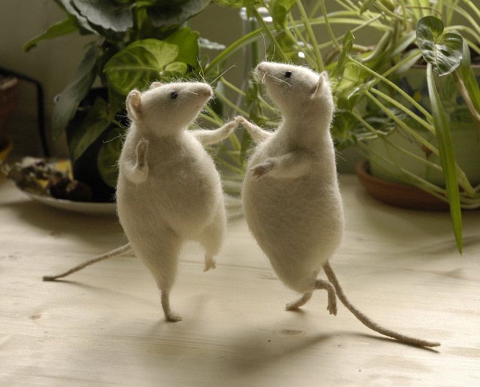 TheRatClan's tweet photo. Who else loves rats? The Rat Clan sure does! https://t.co/Z2vGWSekmg