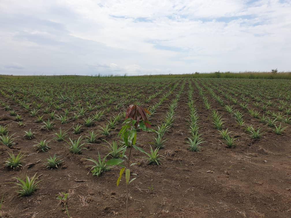 FeedingCongo's tweet photo. Le plus difficile, c’est commencer. Faibles commencements…
@PierrotTibasima @agriboostconsu1 @MichelMuvudi @DiuluKabongo @KenDiango https://t.co/1fTQFNyLEn