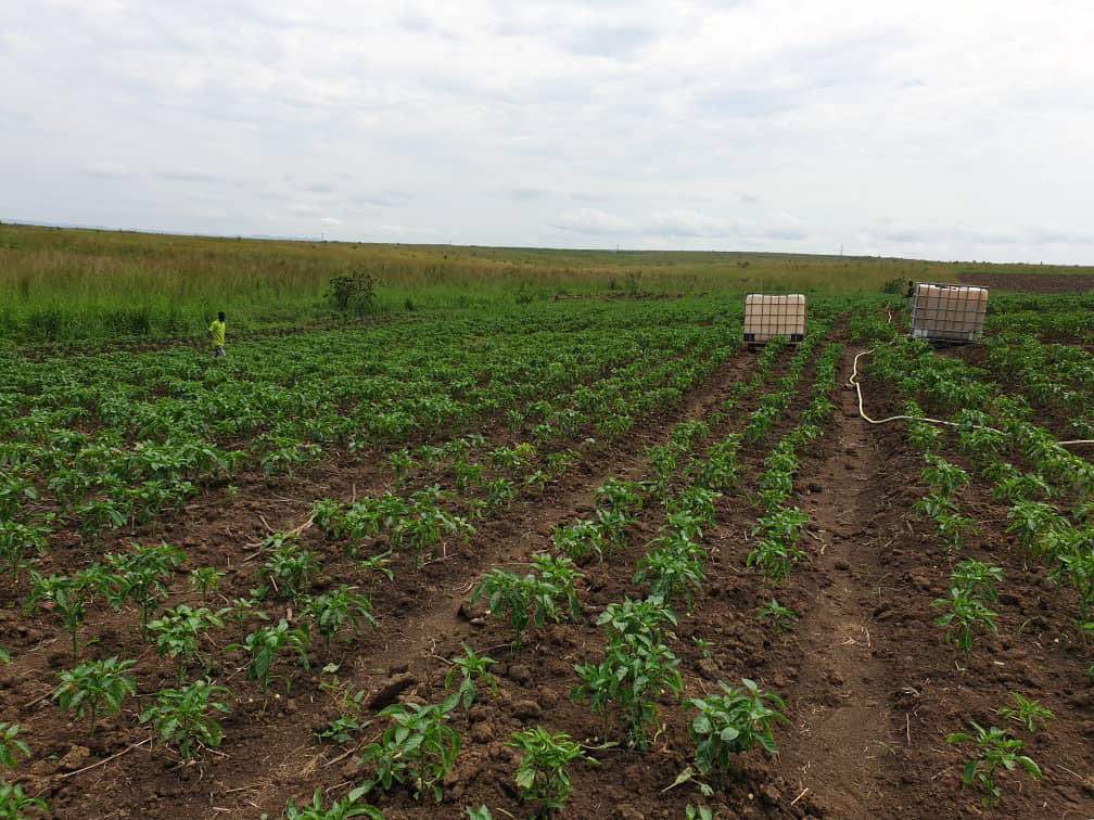 FeedingCongo's tweet photo. Le plus difficile, c’est commencer. Faibles commencements…
@PierrotTibasima @agriboostconsu1 @MichelMuvudi @DiuluKabongo @KenDiango https://t.co/1fTQFNyLEn