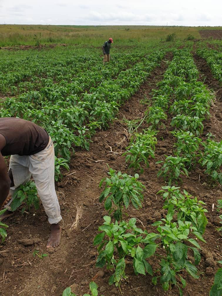 FeedingCongo's tweet photo. Le plus difficile, c’est commencer. Faibles commencements…
@PierrotTibasima @agriboostconsu1 @MichelMuvudi @DiuluKabongo @KenDiango https://t.co/1fTQFNyLEn