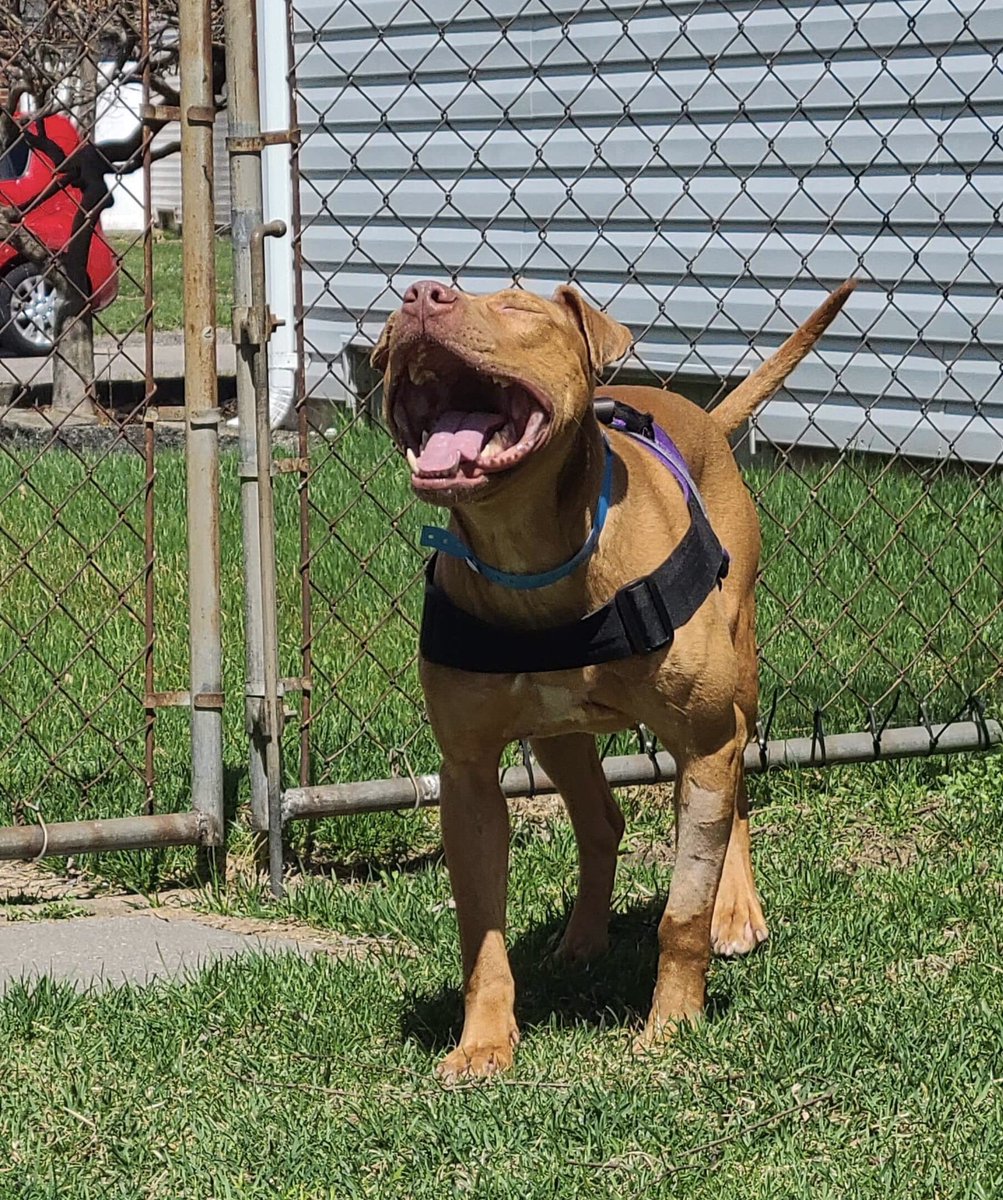 Michigan Pet Alliance tweet media