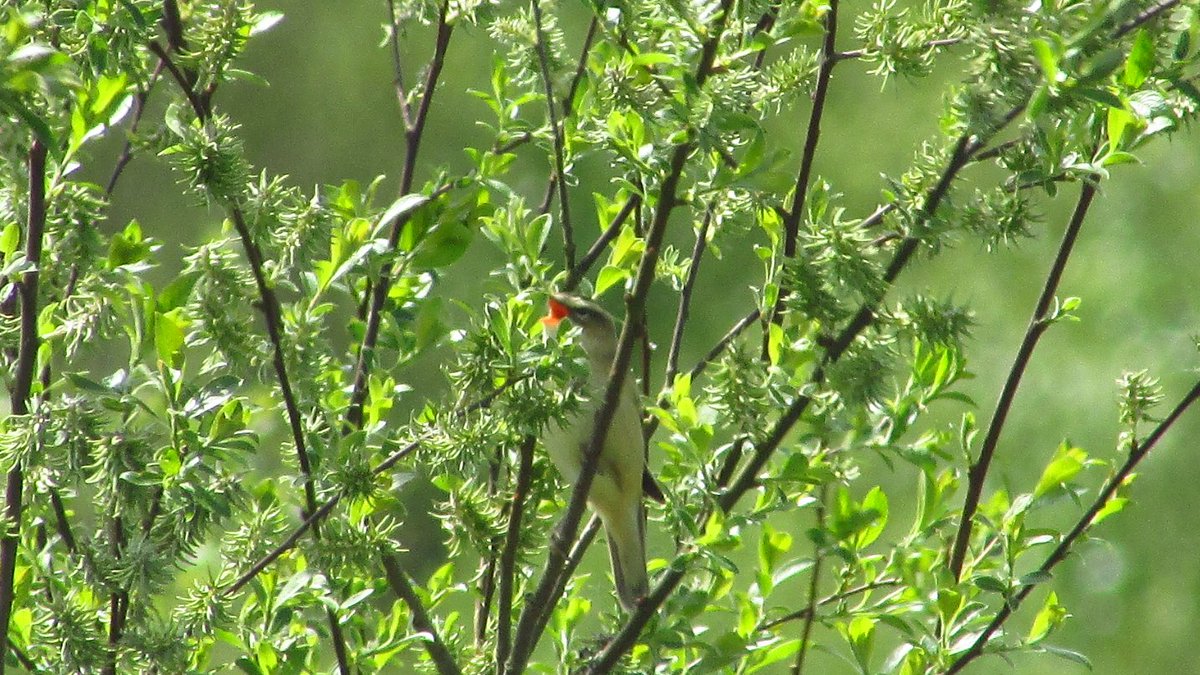 sean_ire's tweet photo. @CarlBovisNature Sedge warbler #CarlBovisComp https://t.co/M28jWYDpxo