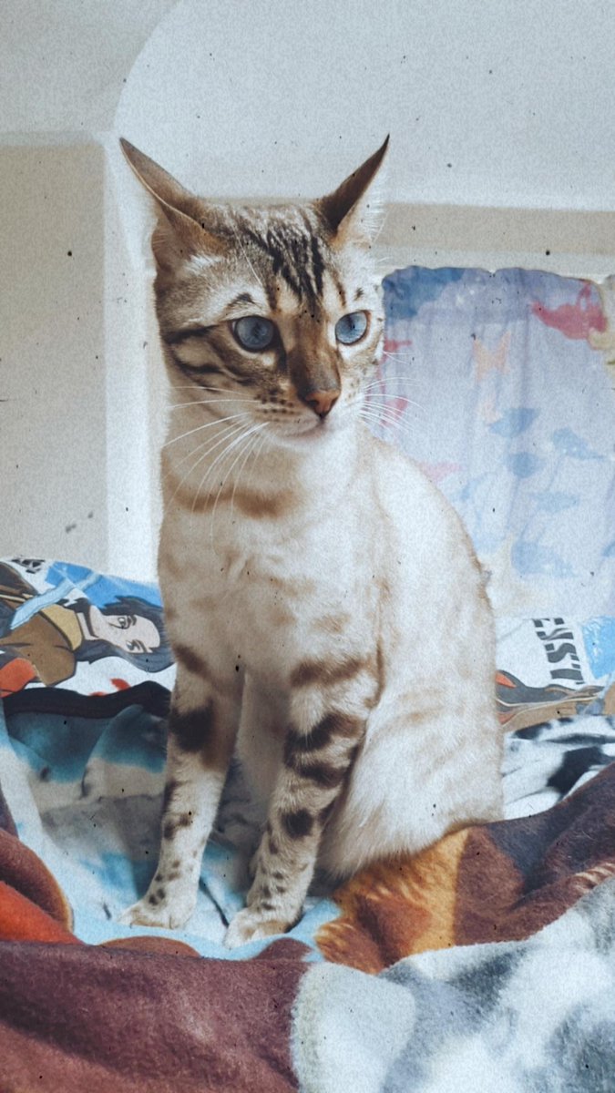BlueEyedBengal's tweet photo. Handsome boy 💙
#instagramfilter https://t.co/cXT4MYpJNs