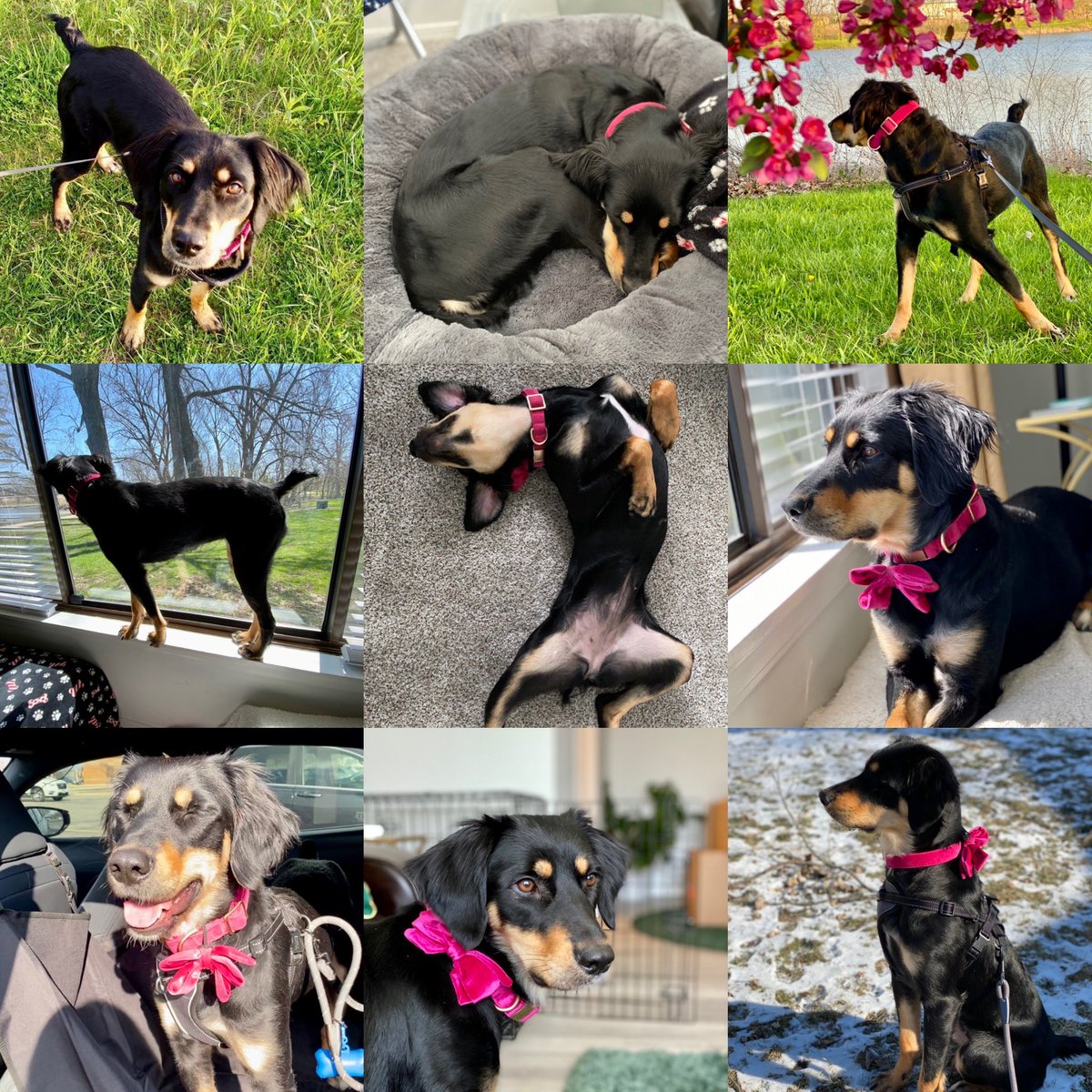 rupal_nigam's tweet photo. I can't wait to find out what breeds she is! I've gotten over a dozen guesses at this point (listed in thread) #MysteryMuttContest @embarkvet https://t.co/iZpulC6Yev