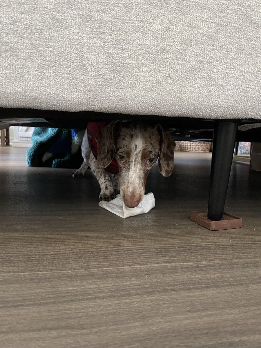 zsheppp's tweet photo. Our little guy is 1 year old today https://t.co/HytsZ7xMun