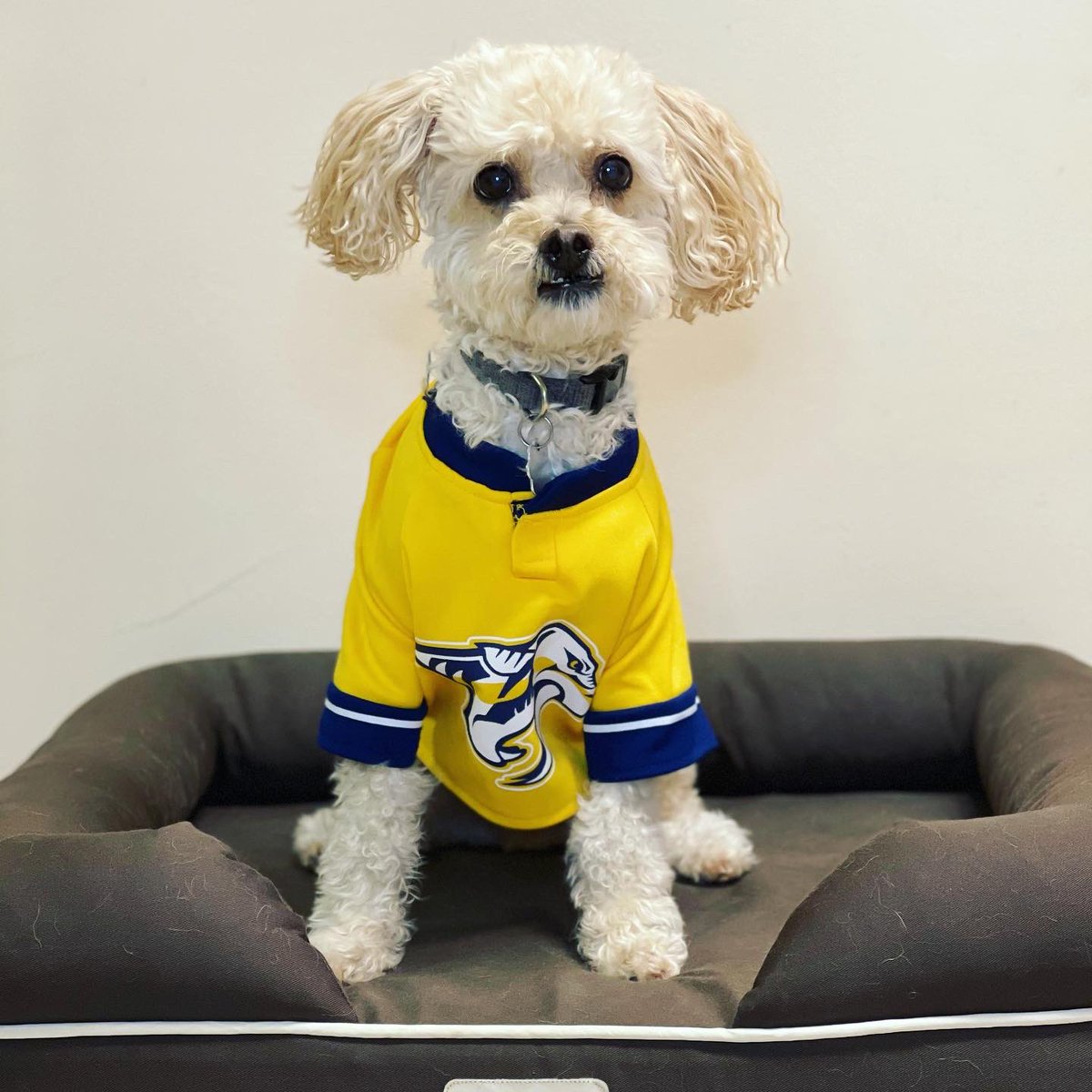 Brockie0000's tweet photo. Hi friends! My name is Mac Daddy. Everyone asks what kind of dog I am. My mum says ๐ฏ good boy. Mum thinks poodle, shih tzu, bichon, yorkie mix. #MysteryMuttContest #EmbarkVet #EmbarkDecoded #dogs #DogsofTwittter #RescueDogs @embarkvet https://t.co/rv5FAqlwVQ