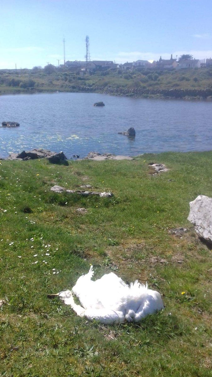 Inis Mór tweet media