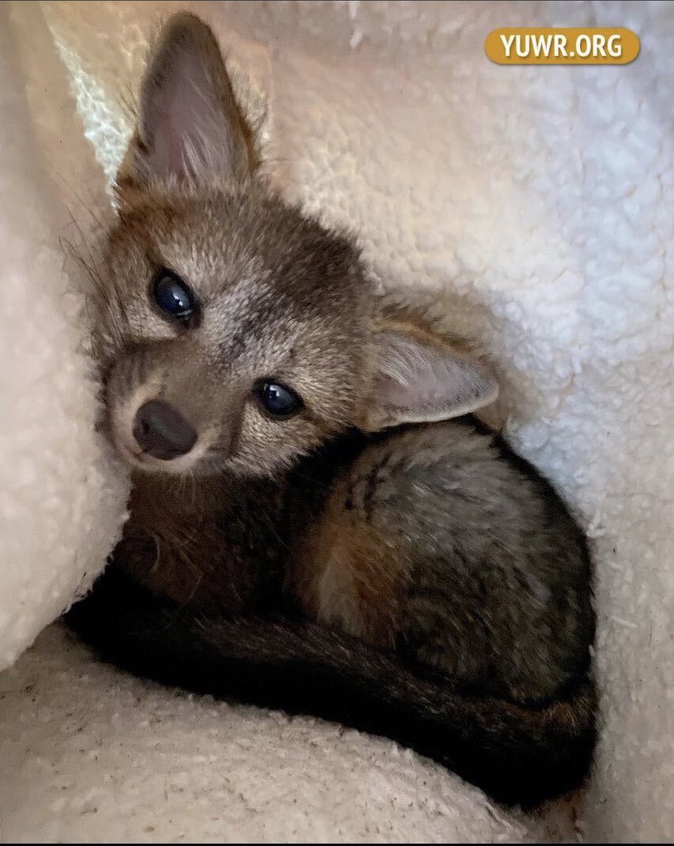 SFAnimalComm's tweet photo. Join out meeting, May 12 at 5:30pm 
https://t.co/qtWGTMOwyo
Lila Talcott Travis, Director of @yggdrasilwild, will present on the organization’s dedication to the rehabilitation of orphaned &amp; injured wildlife and educating the public on living harmoniously with our urban wildlife. https://t.co/6hdpzFVRwd