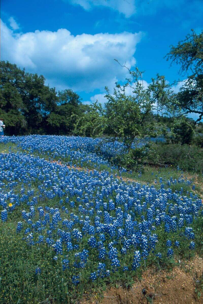 rmorrisondcool1's tweet photo. 💙Texas Bluebonnets: A little bit of God's gifts to Texas💙
#SaveOurChildren #MayYouBeBlessedWithEnough
#LoveOverHate #HateIsNotAnOption https://t.co/PJtRo5ZCUi