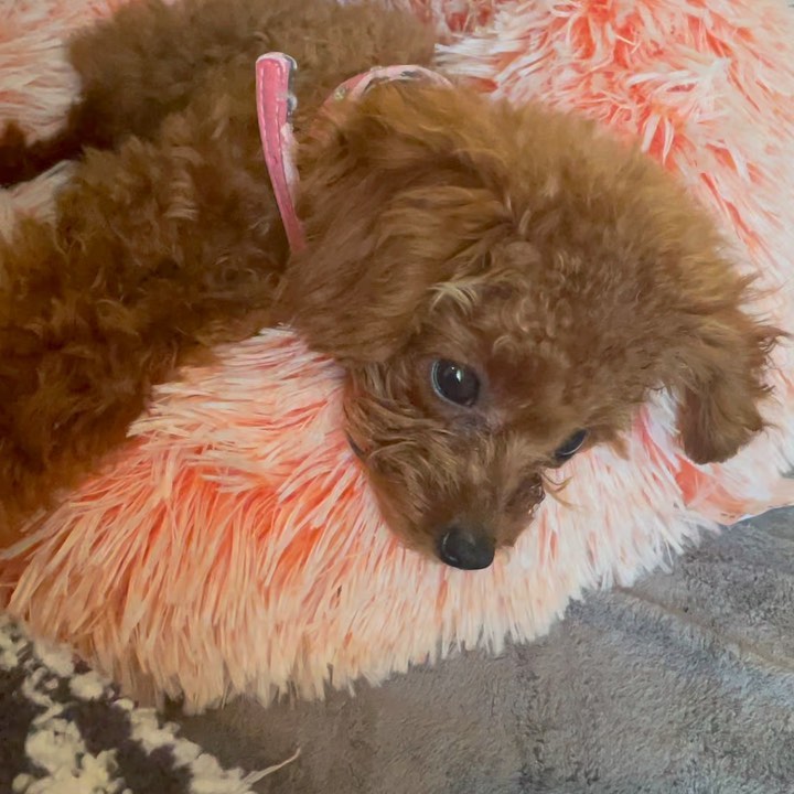 AltVance's tweet image. A well-behaved little guy🥰🥰🥰