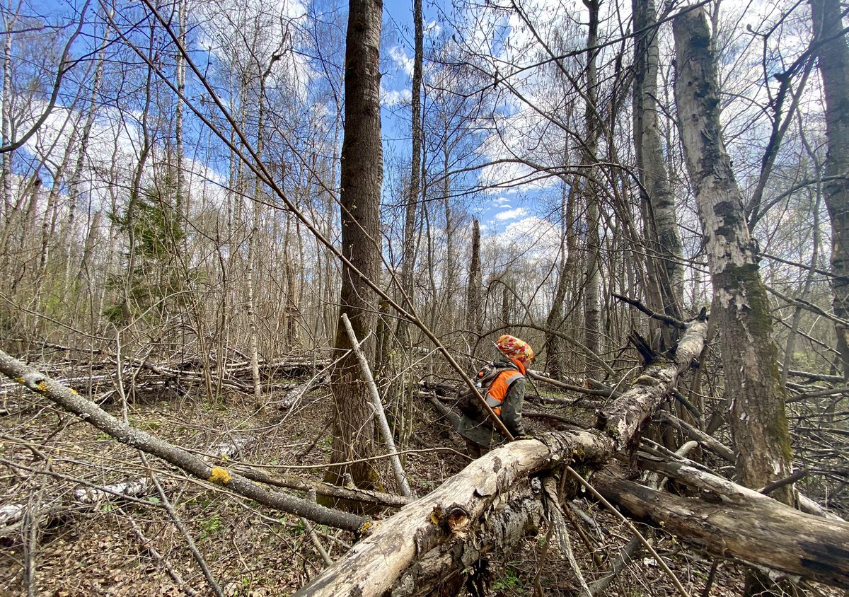 ‼️Следующий автоном  14 и 15 мая в 8-00
55.071861, 38.005320
Присоединяйтесь!
🚘 Бесплатная парковка
🌧Дождь выключу
💥Бонус: лекция <a href="/multic7777/">MultiC</a> по остеологии и о березах

89268290742 ТГ
Мы закончим, и я перестану спамить вашу ленту, а пока можно ещё РТ, пожалуйста
 #НовоеСтупино