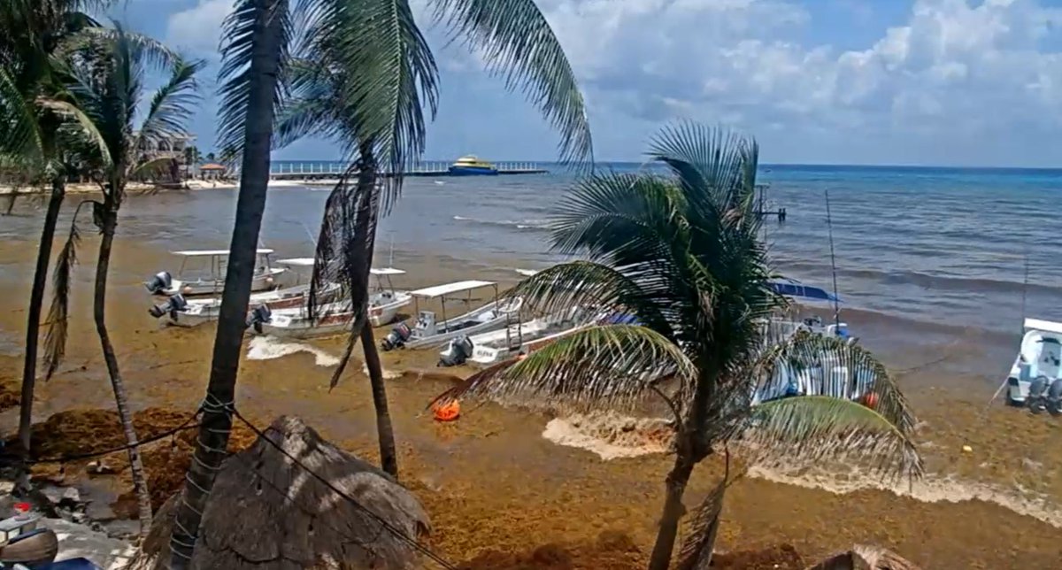 SargaMonitoring's tweet photo. 09/05/2022 Playa del Carmen -  Riviera Maya - Mexico
#sargassum #sargazo #sargasses #rivieramaya #mexico #mexique #PlayaDelCarmen 
More pictures and exact location on the official 2022 map
Here ---> https://t.co/c7aot8QaA5 https://t.co/I0OGoOYxtR