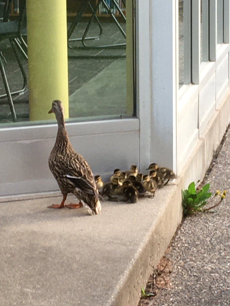 MrShepherdIKE's tweet photo. When she's ready to go...she's ready to go! #IKEducks https://t.co/4BOZ1VGkXq
