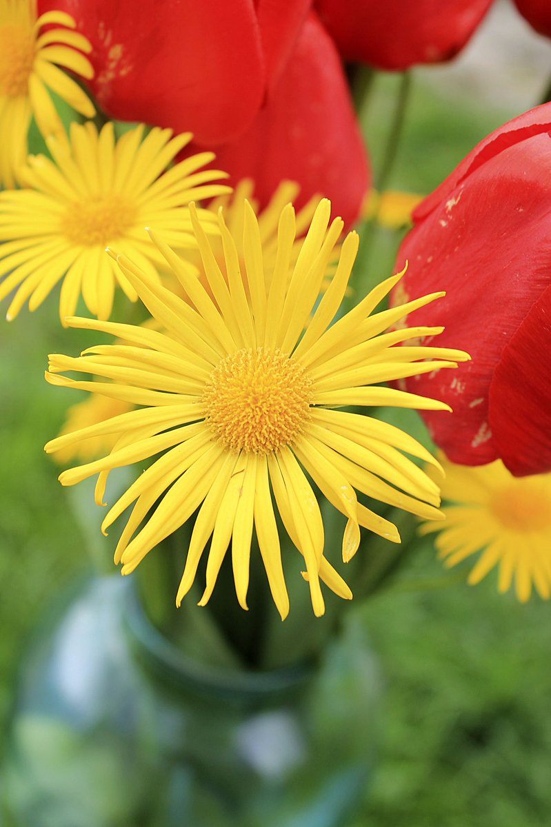 Helen18174248's tweet photo. Good evening world 🌿 #photo #FlowersForUkraine #flower #photography https://t.co/TeAsuM75hk